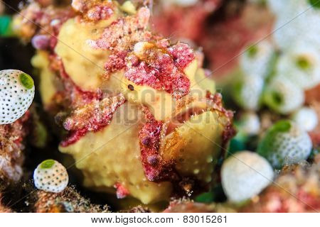 Warty Frogfish