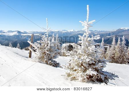 Winter Sun Landscape In A Mountain Forest