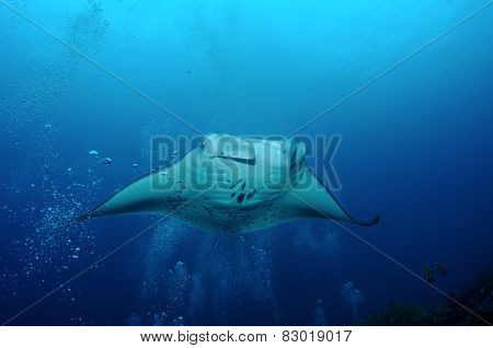 Manta Ray In Bubbles