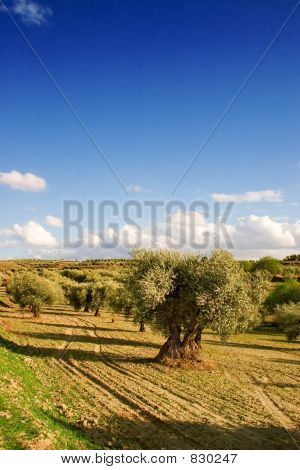 Olive tree