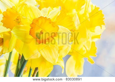 Bouquet Of Yellow Spring Daffodils Backlit, Closeup