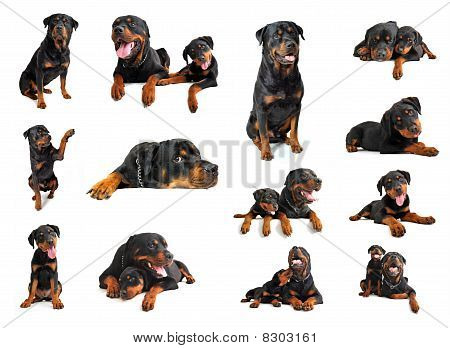 ロットワイラー