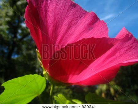 Růžový ibišek proti modré obloze