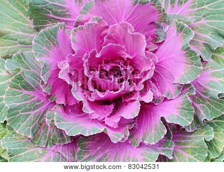 Cabbage