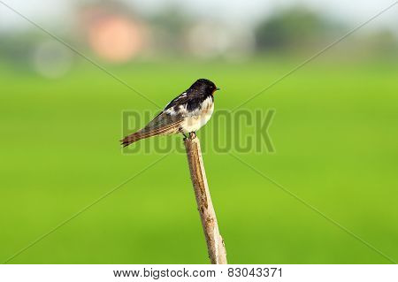 Barn Swallow