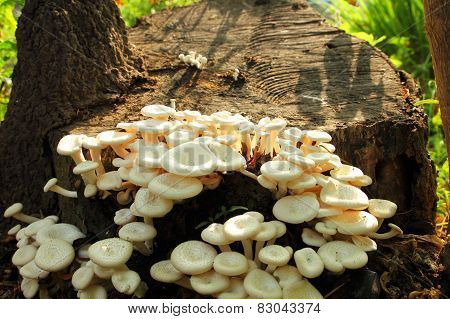 Fungus