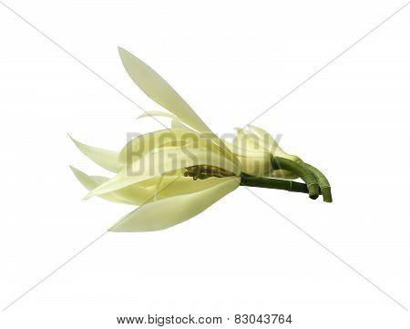 White Champak Flower Isolated