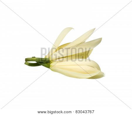 White Champak Flower