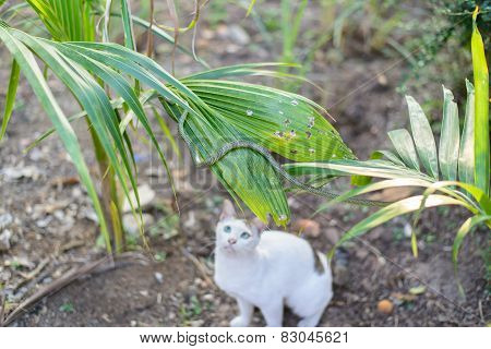 White Cat Fight Green Snake In Untidy Dirty Garden, Danger