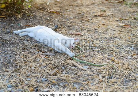 White Cat Fight Green Snake In Untidy Dirty Garden, Danger