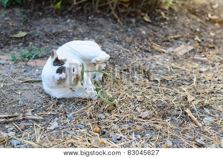 White Cat Fight Green Snake In Untidy Dirty Garden, Danger
