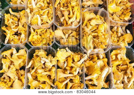 chanterelles, market in Forcalquier, Provence, France