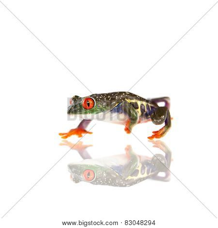 Red eyed tree frog at night on white background