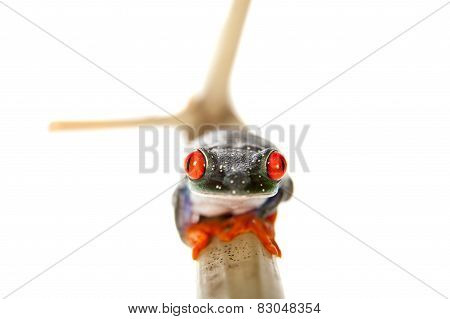 Red eyed tree frog at night on white background