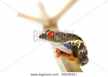 Red eyed tree frog at night on white background