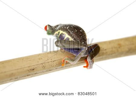 Red eyed tree frog at night on white background