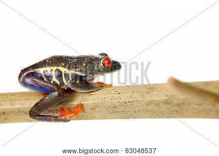 Red eyed tree frog at night on white background