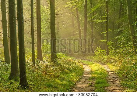 Forest Lane