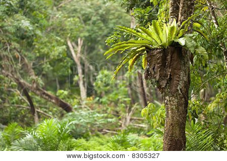 Fougère épiphyte tropicale