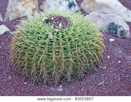The golden ball or barrel cactus