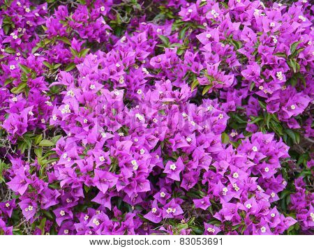 Flowering bougainvillae