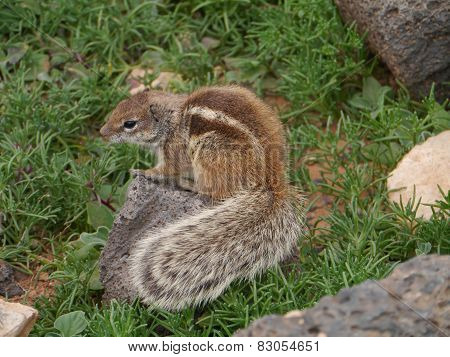 A squirrel with a beautiful tail