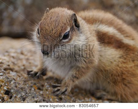 A close up of a barbary ground squirrel