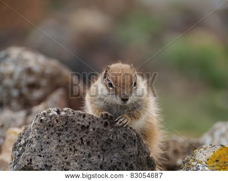 Barbary ground squirrel