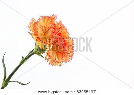 Orange Carnation Flower.