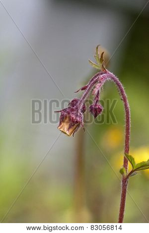 geum rivale