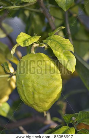 Citron Fuit