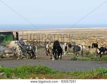 A herd of colorful goats