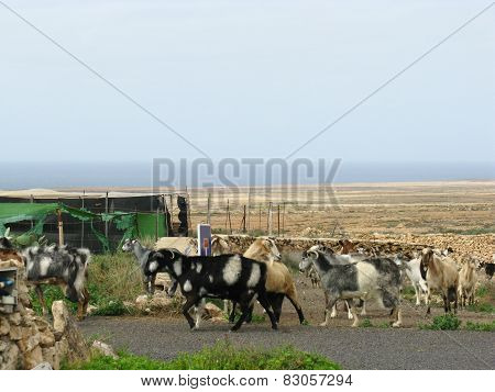 Goats on the road