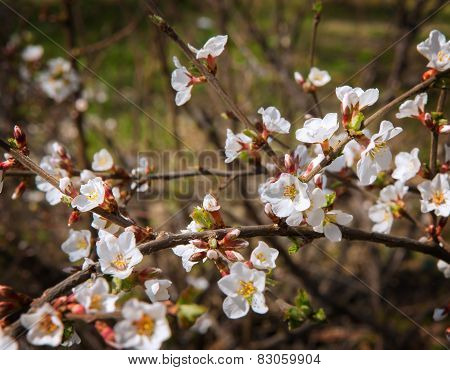 Flowers Of Apple
