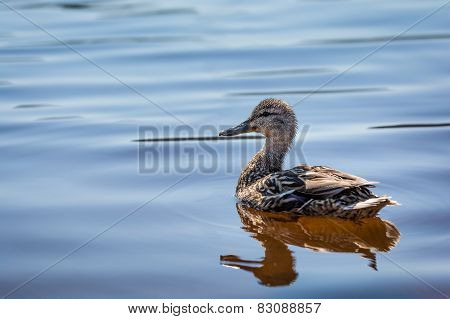 Duck reflection