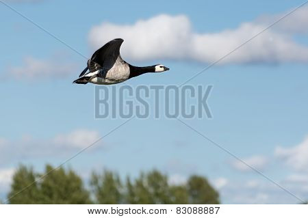 Goose flying