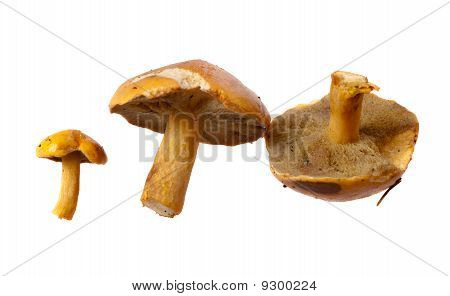 Suillus Bovinus