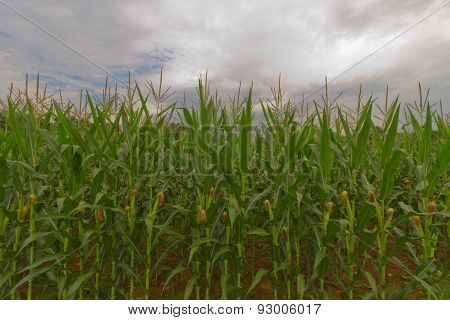 Corn Fields