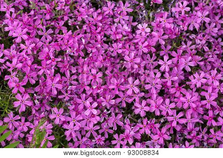 Aubrieta cultorum - pink or purple small flowers