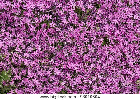 Aubrieta cultorum - pink or purple small flowers