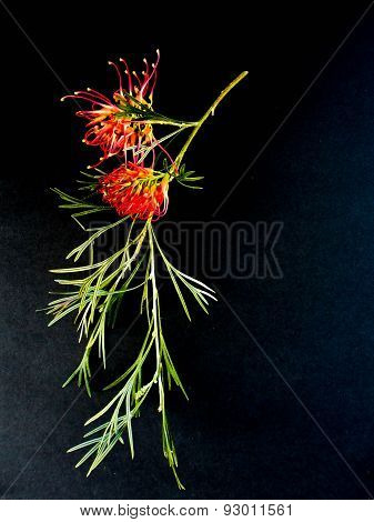 Grevillea Flowers On Black Background In Sunlight