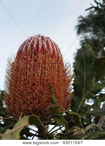 Pink Banksia Flower In Western Australian Bushland