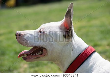 Portrait of a white American pit bull terrier with blue eyes.