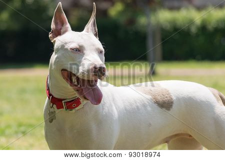 Portrait of a beautiful pit bull terrier with blue eyes.