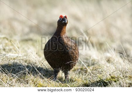Grouse - Lagopus Lagopus