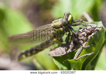 Birth of the dragonflie