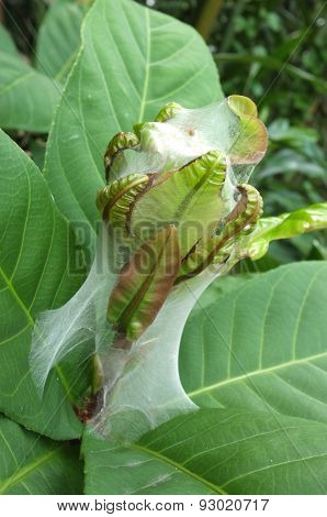 Caterpillars cocoon on the bush