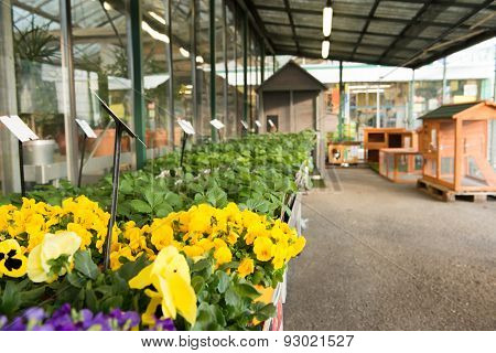 Pansies in a garden store.