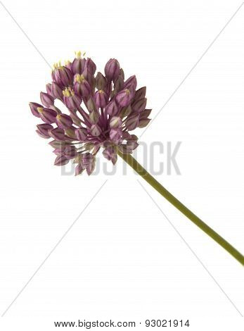 Allium Ampeloprasum