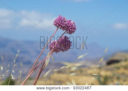 Allium Ampeloprasum